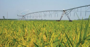 Plantação de arroz